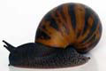 Achatina achatina Ghana F1